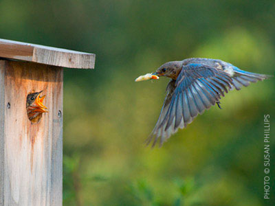 a bluebird flying up to a nest box with an insect to feed its chick