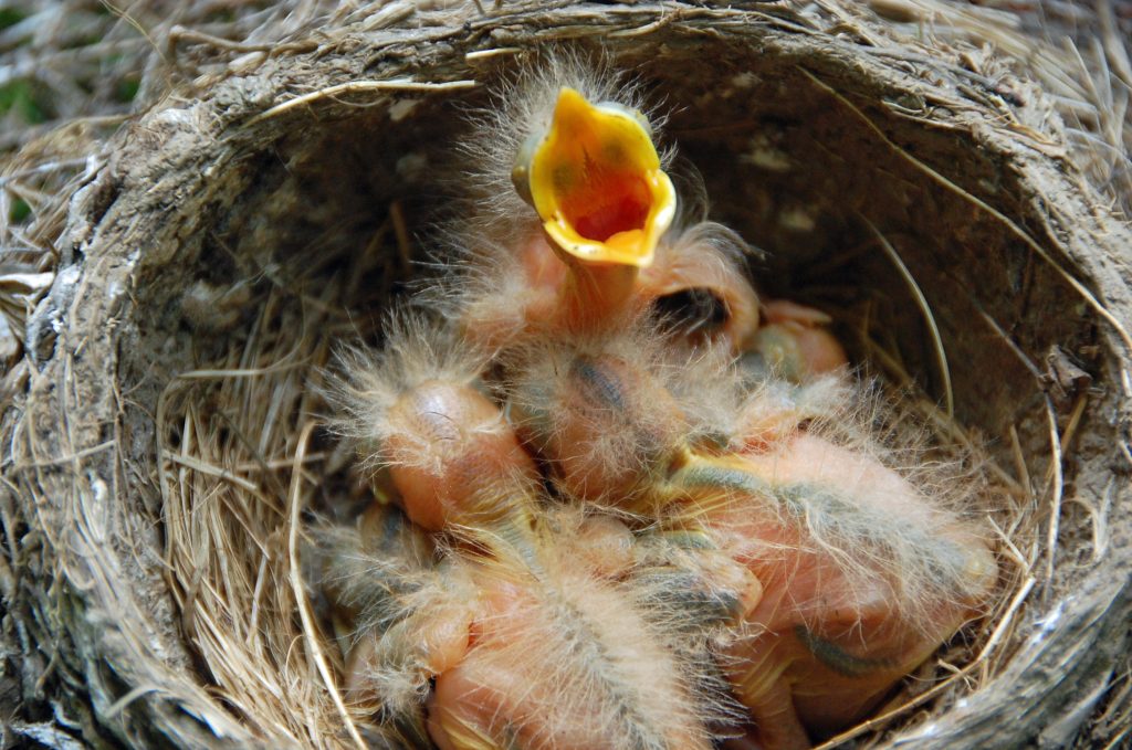 American Robin Nestlings