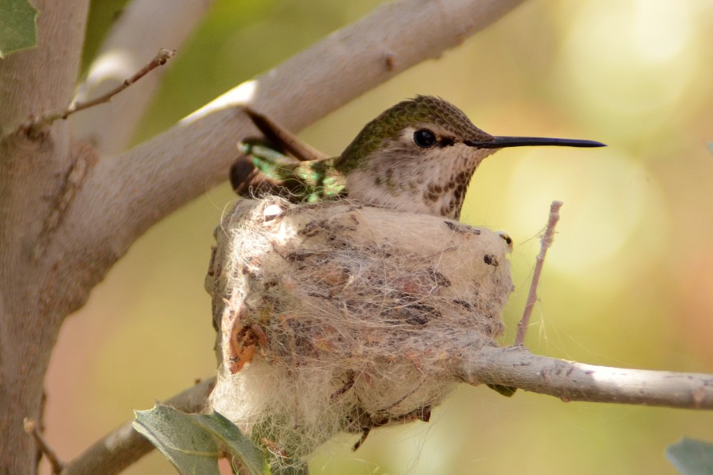 Anna's Hummingbird on Nest