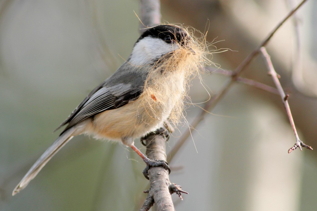 Black-capped Chickadee with Nesting Material