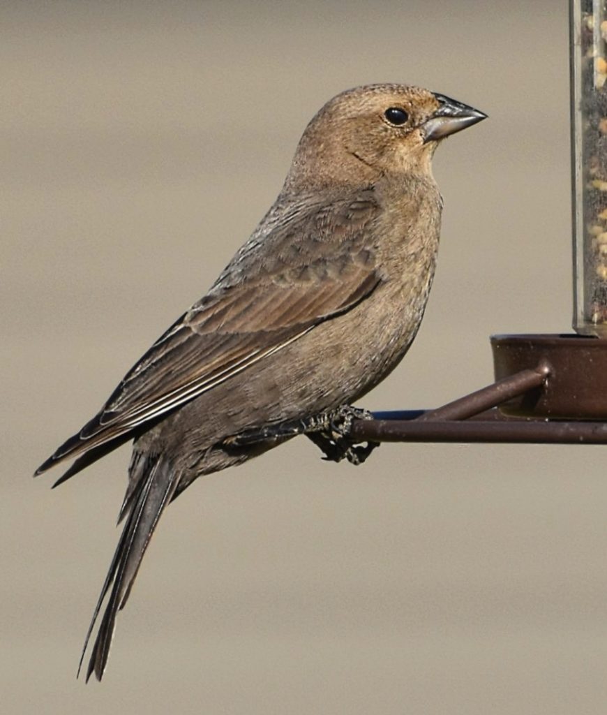 Female Brown-headed Cowbird