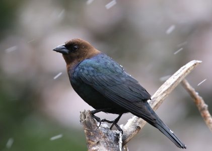 Male Brown-headed Cowbird