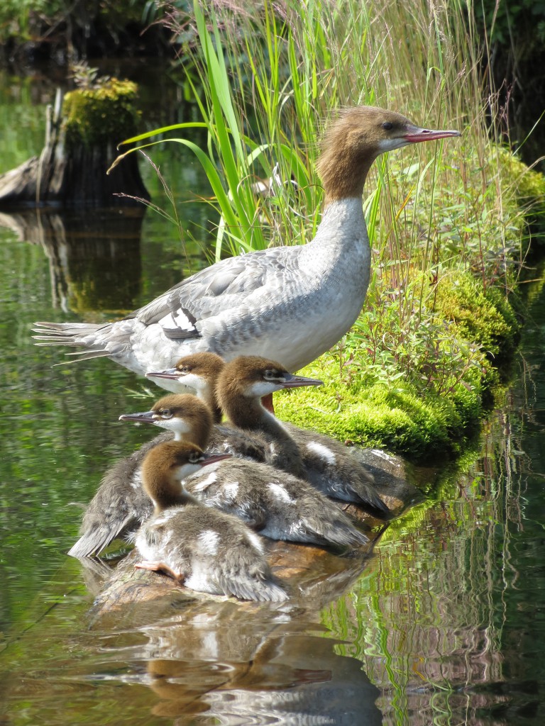 Common Mergansers