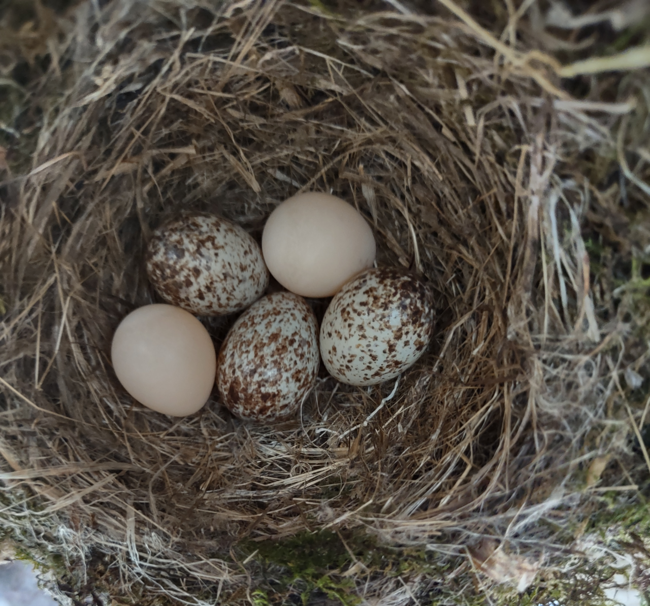 Parasitized Nest