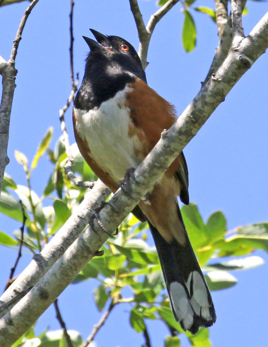 Singing Eastern Towhee