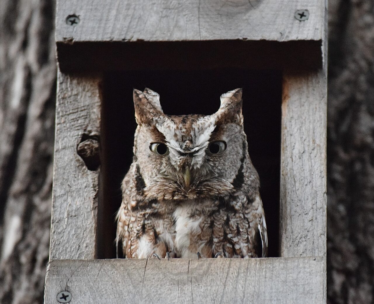 Eastern Screech-Owl