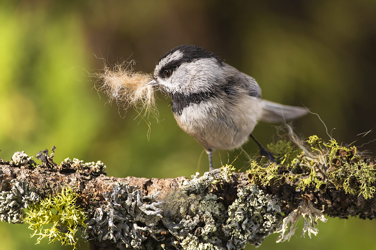 Mountain Chickadee with Nesting Material