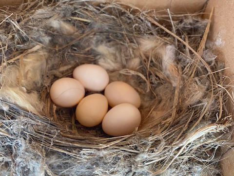 Say's Phoebe Nest with Eggs