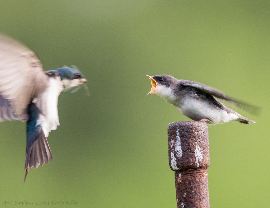 Tree Swallow Feeds Fledgling