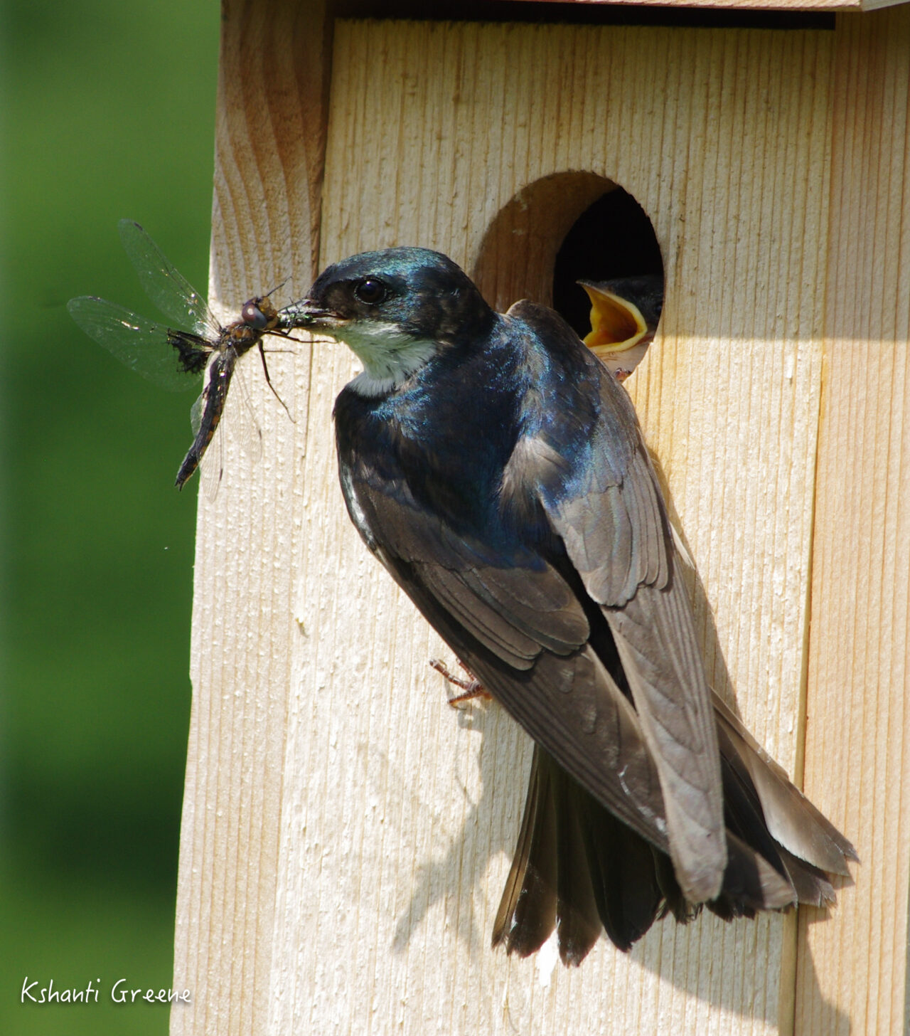 Tree Swallow and Nestlings