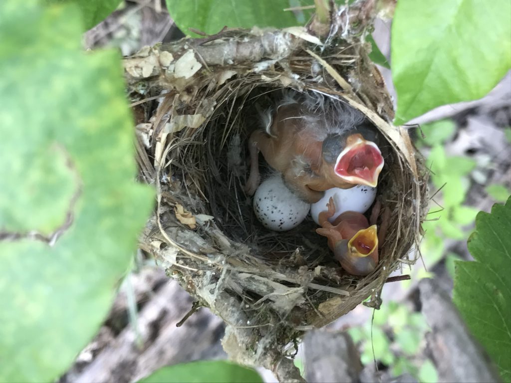 Nestling Brown-headed Cowbird