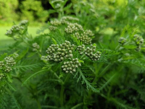 a close-up view of yarrow buds about to bloom.