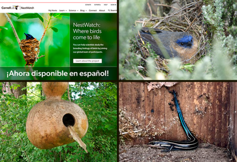 four images clockwise from upper left: a screenshot of the NestWatch homepage with the words 