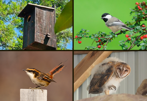 four images clockwise from upper left: a nest box made from scorched wood; a chickadee perched on a branch with dark green leaves and red berries; a young partially-downy Barn Owl perched on a wooden rafter inside a building; a small wren-like songbird with bright orange, black, and white markings.