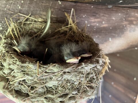 Several small Barn Swallow nestlings in a cup nest made of mud and grasses.