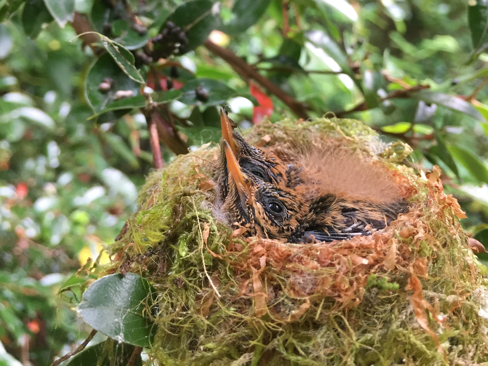 Green-backed Firecrown