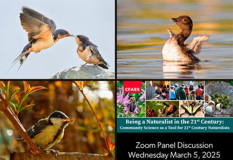 Four images clockwise from upper left: A Barn Swallow feeding its recently fledged young; a very young Common Loon raising its short stubby wings in the air as it swims; a screenshot of the Zoom Webinar graphic; and a Great Tit fledgling on a branch in the woods.