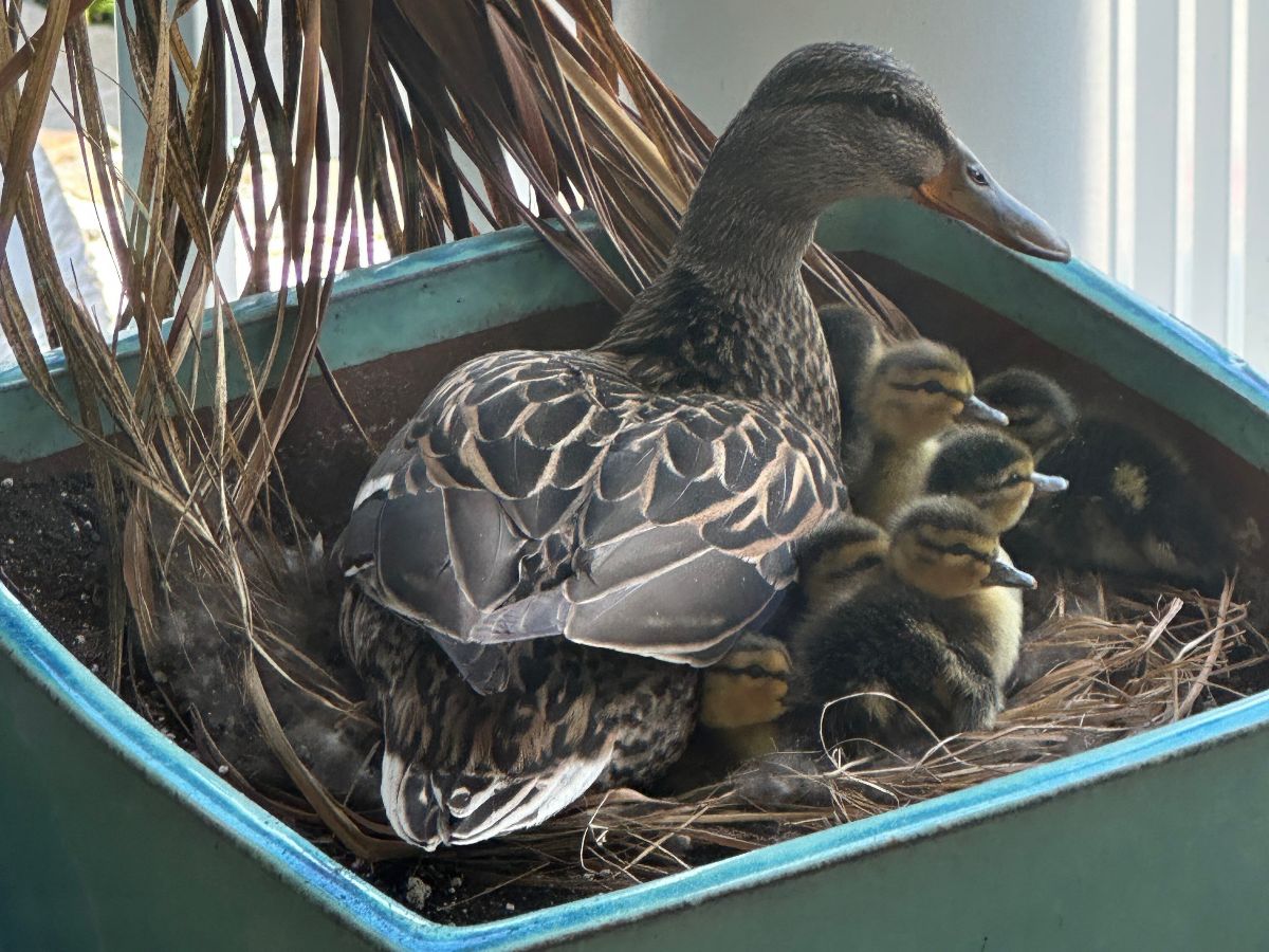 Mallard and Her Ducklings