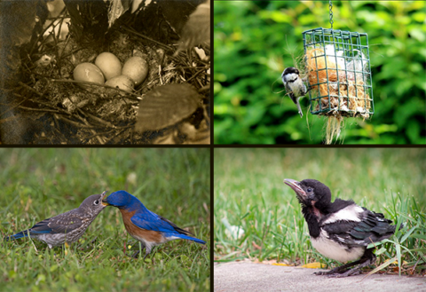 Clockwise from upper left: a sepia-toned photograph of four light-colored eggs in a nest; a chickadee pulling nesting material out of a suet cage that contained straw and plant fibers; a young Black-billed Magpie sitting in the grass on the edge of a sidewalk; an adult male bluebird feeding a fledgling on a grassy lawn.