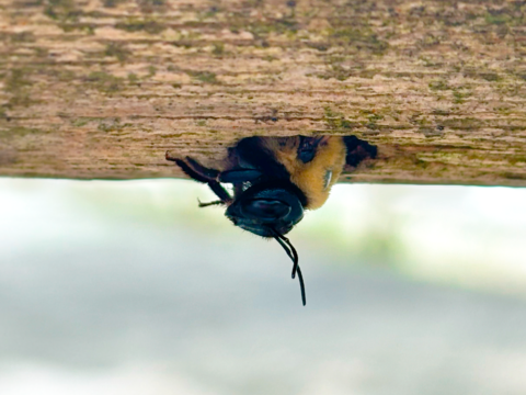 A yellow and black bee pokes its head down and out of a hole that was drilled up into the underside of a piece of wood.