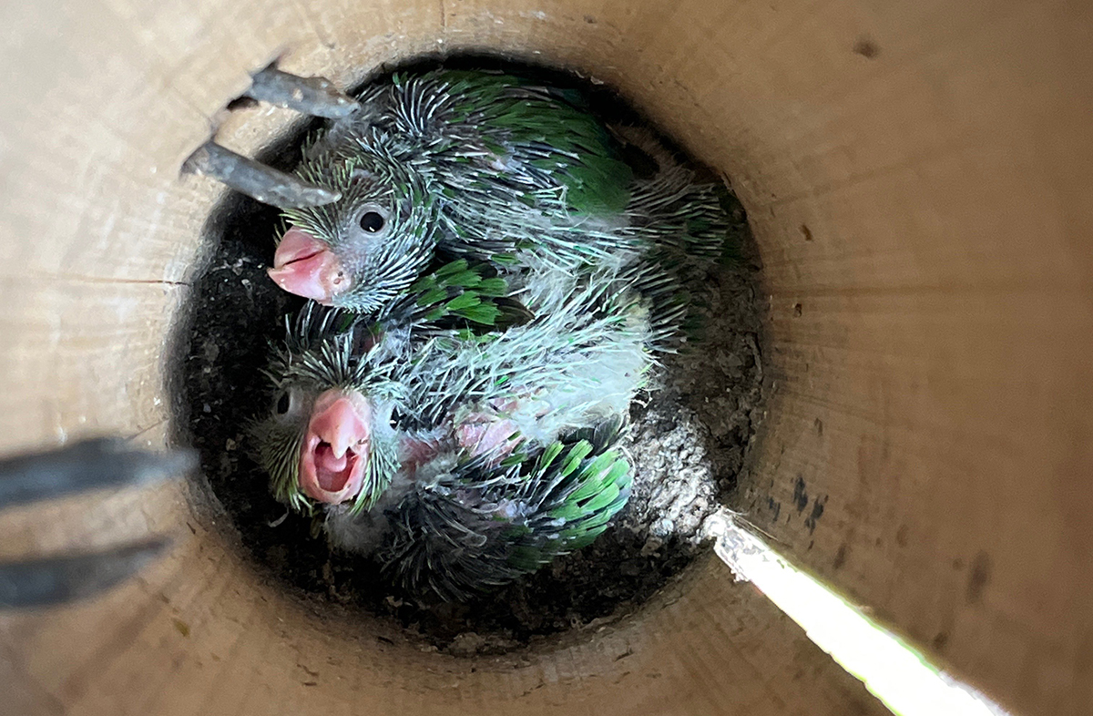 Spectacled Parrotlets