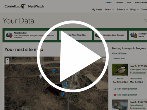 A dark-shaded screenshot of the My Nests page on NestWatch, showing a map of nest sites and various tools to manage your nest data. In teh foreground is a bright white 