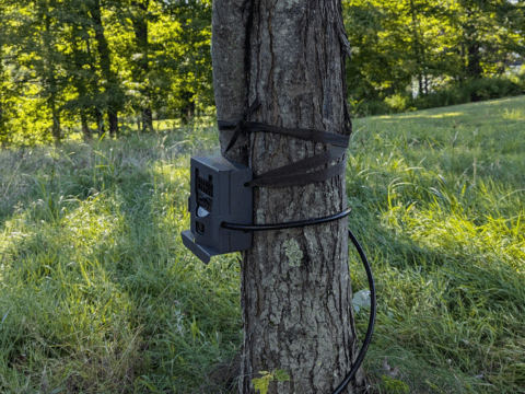A trail camera affixed to a tree in a yard with tall green grass, lined with trees.