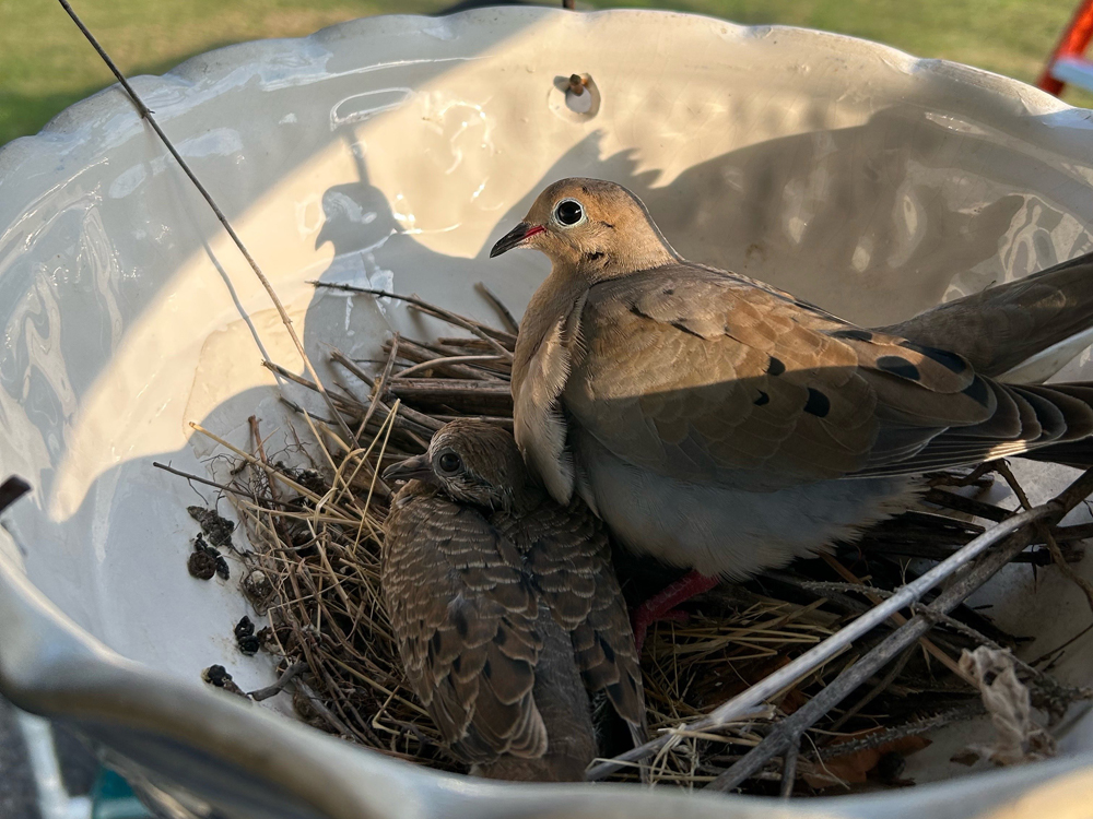 Mourning Dove Nest