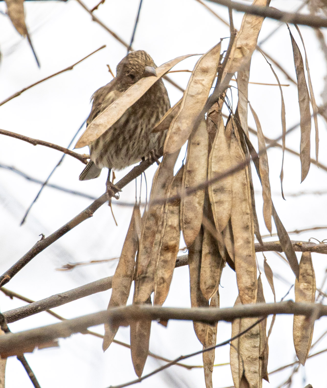 Bird Buffet
