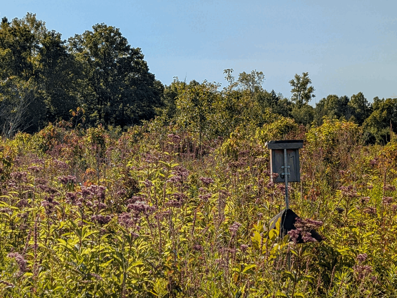 a nest box mounted on a pole that has been installed in a field of native plants. There is a tree line in the distance at the edge of the field.