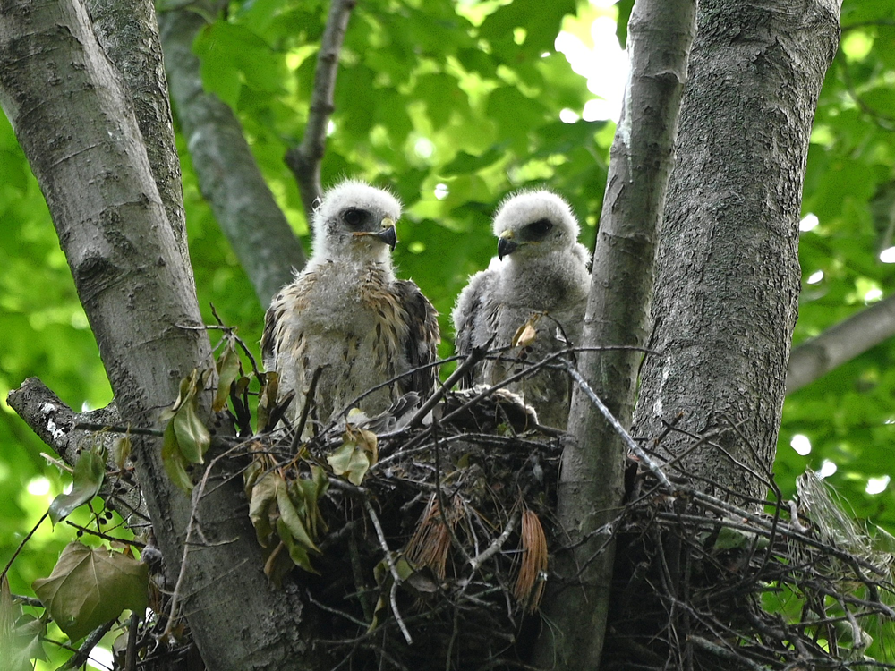 Red-shouldered Hawk Nest