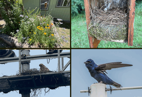 Clockwise from upper left: a garden in front of a house with several native wildflowers; a grassy nest on top of a mossy green nest inside of a wooden nest box; a Purple Martin perched on top of a structure with its wings outstretched; a Red-tailed Hawk perched at it's twiggy nest that has been built on an industrial structure.