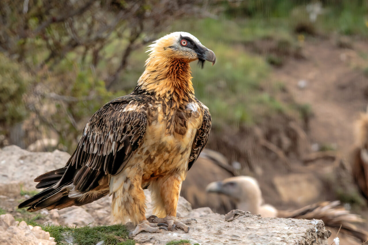 An adult Bearded Vulture perched on a rocky cliffside among some vegetation.