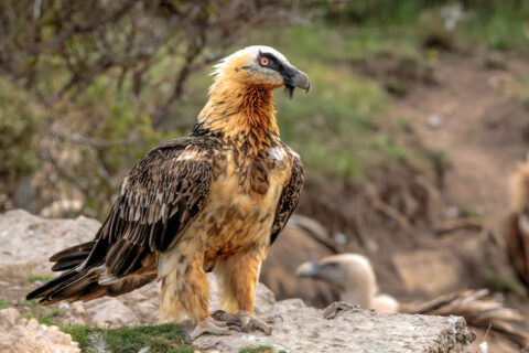 An adult Bearded Vulture perched on a rocky cliffside among some vegetation.