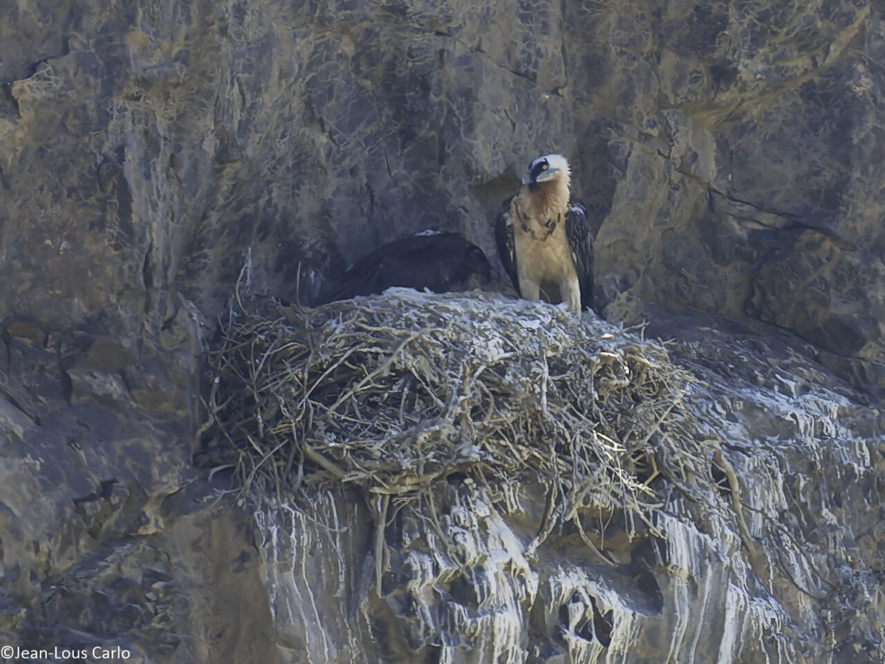 High on a Rocky Ledge