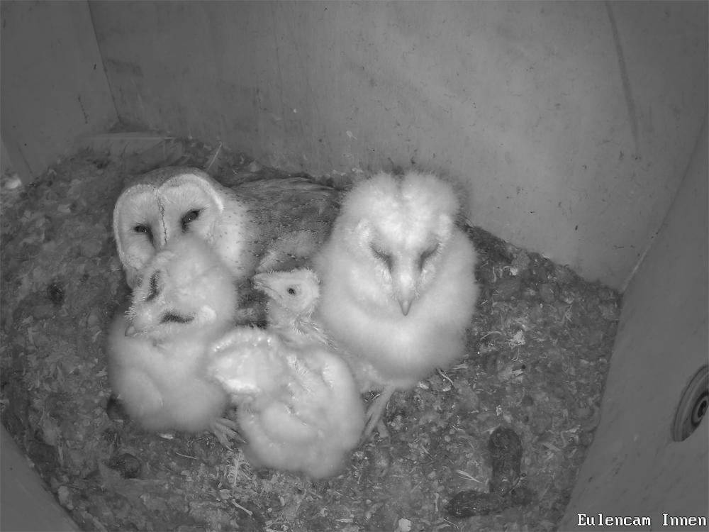 Submission of the Month