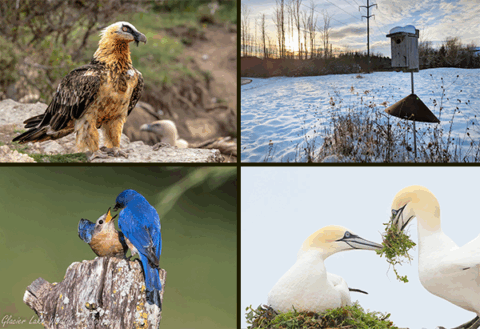 Four images, clockwise from upper left: A Bearded Vulture perched on a rocky cliffside with green vegetation behind it; a nest box with a metal cone baffle installed in a snowy landscape at sunset; A sleek white seabird with a yellowish head and black and gray facial markings sitting on a nest of green vegetation and accepting more vegetation from its mate; an adult male bluebird feeding a begging female on top of a small stump.