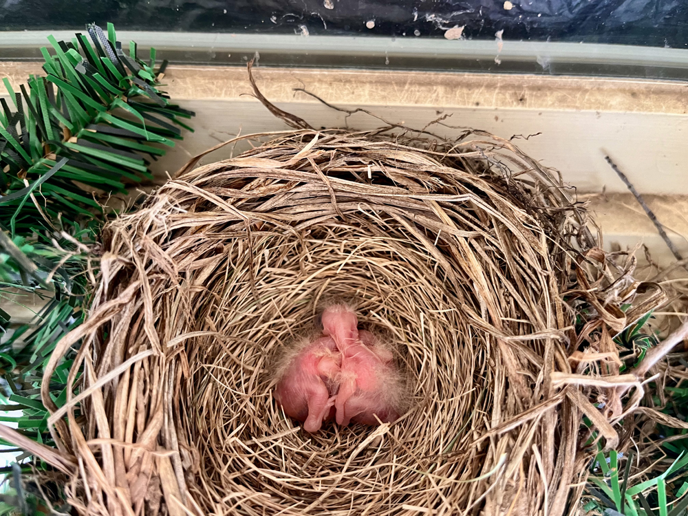 Submission of the Month