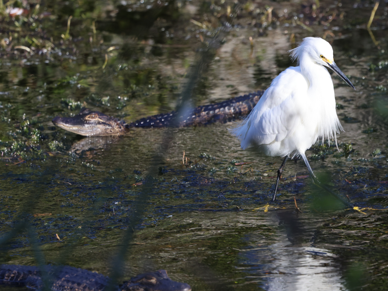 An alligator and a Snowy Egret enjoying a swampy area.