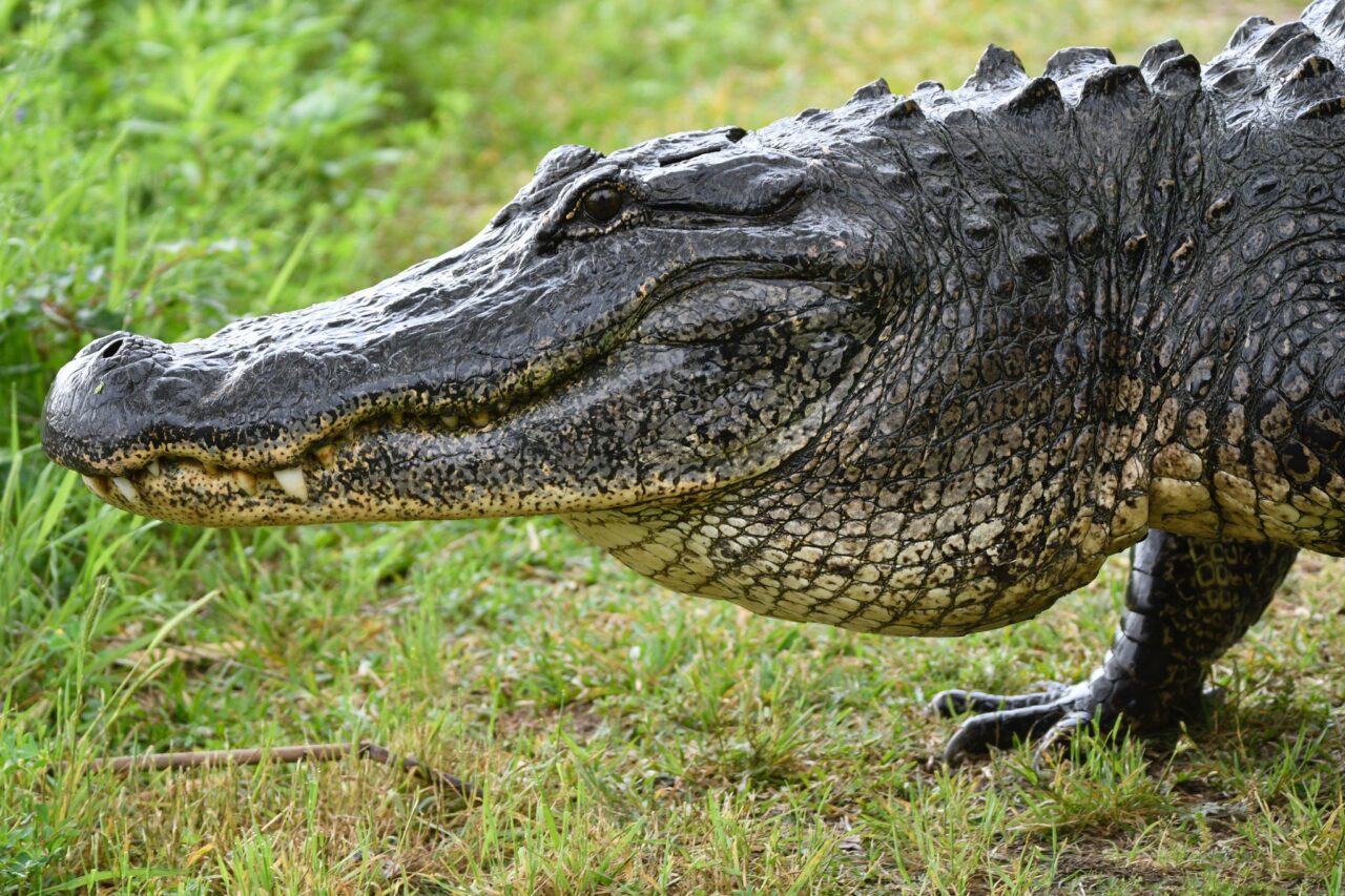 Protection from Below