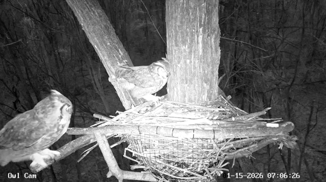 Submission of the Month