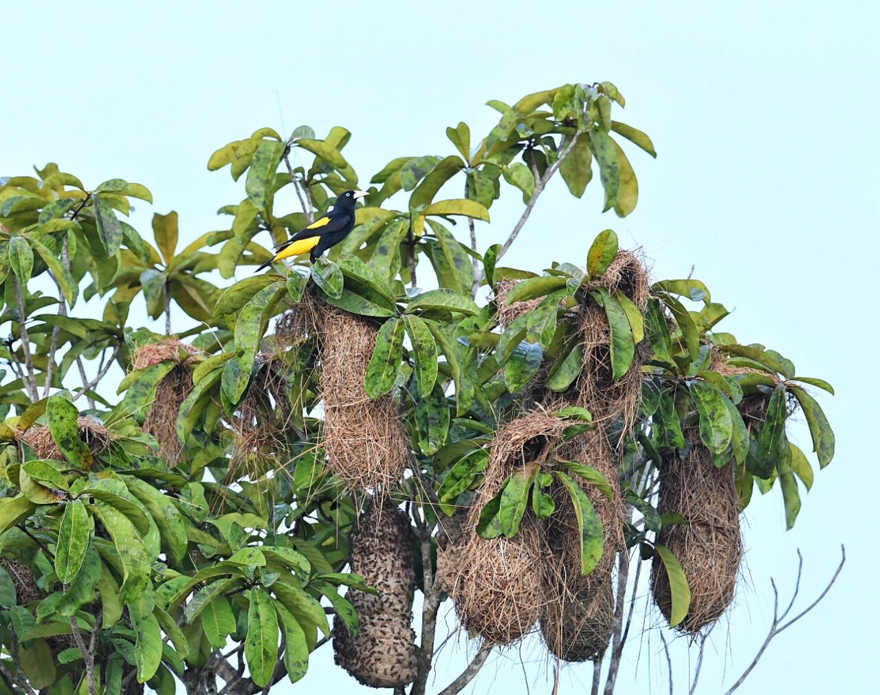 Nests Protected By Wasps