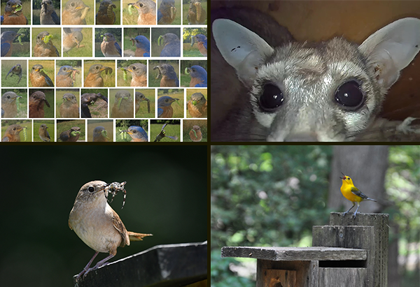 Four images, clockwise from upper left: A grid of photos of bluebirds with insects in their beaks; a close-up view of the face of a fox-like mammal with pale gray fur and large dark eyes; a small yellow songbird perched on a wooden nest box, singing its heart out; and a wren perched on the roof of a nest box with a large spider in its beak.