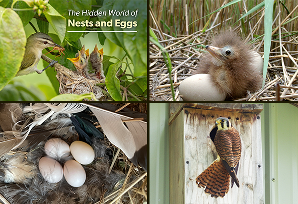 Four images, clockwise from upper left: A Red-eyed Vireo feeding its nest of young amount bright green leaves, with the text 