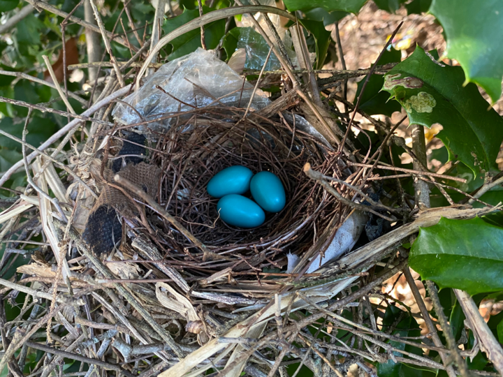 Three blue eggs in a nest made from twigs and small branches. There is plastic incorporated into the nesting materials.