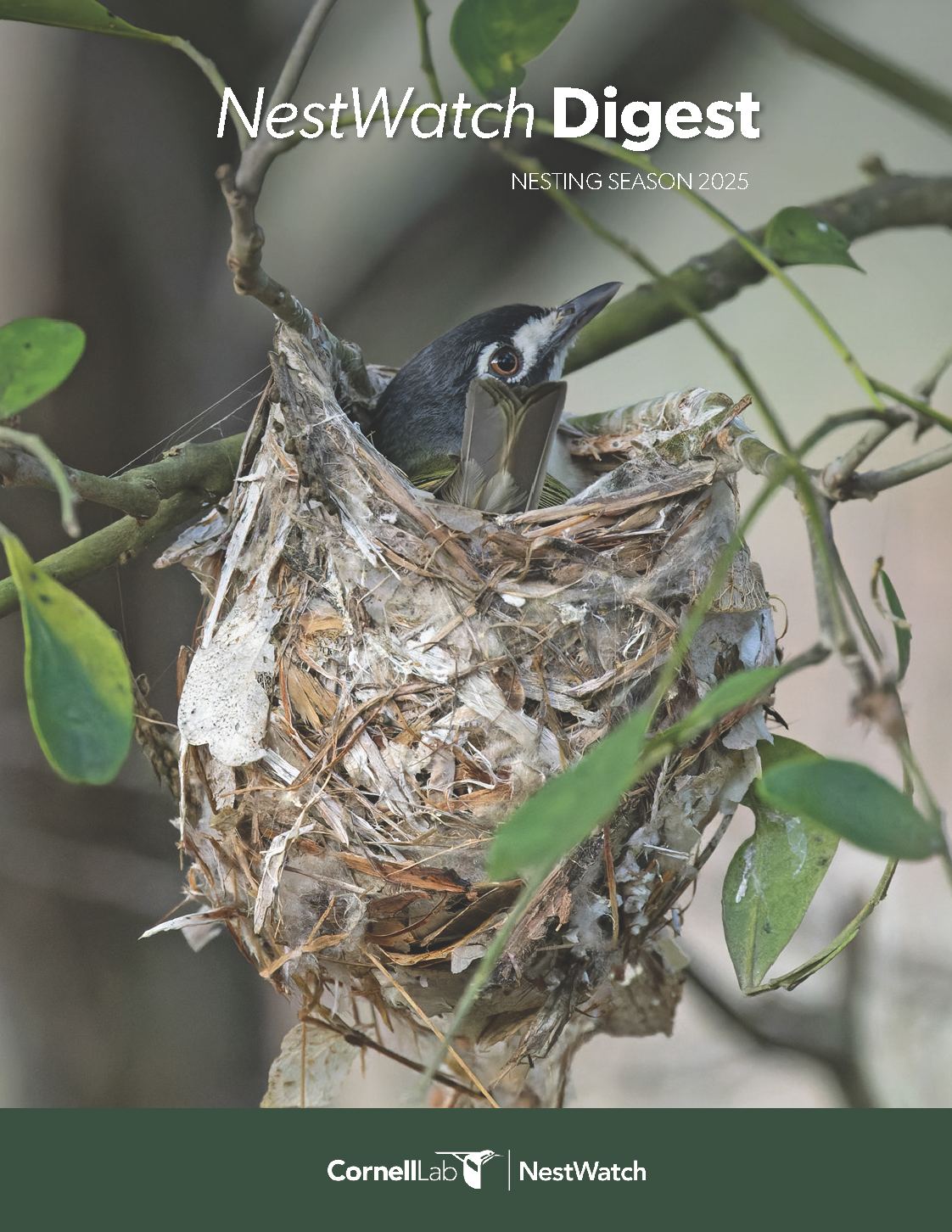 The cover of the NestWatch Digest for the 2025 nesting season, showing those words as a title overlaid on top of an image of a Black-capped Vireo in a nest, and the NestWatch logo.