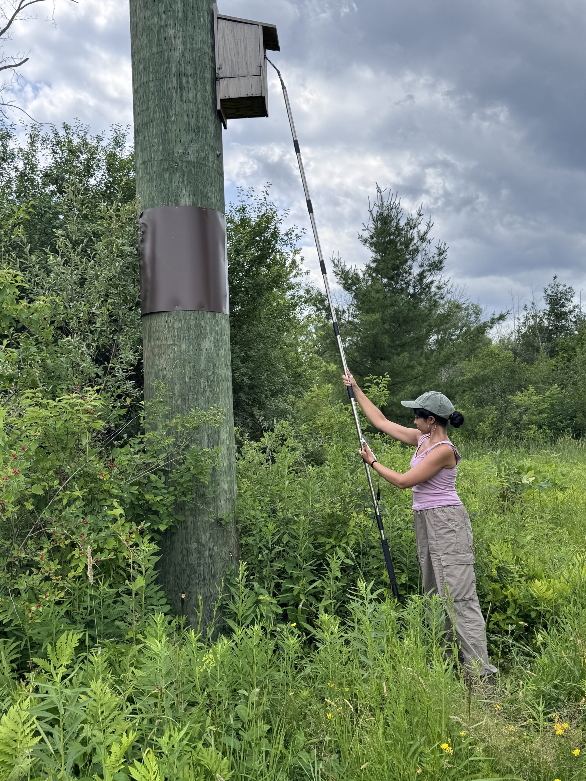 Monitoring hard-to-reach nest boxes? Try a camera pole! - NestWatch