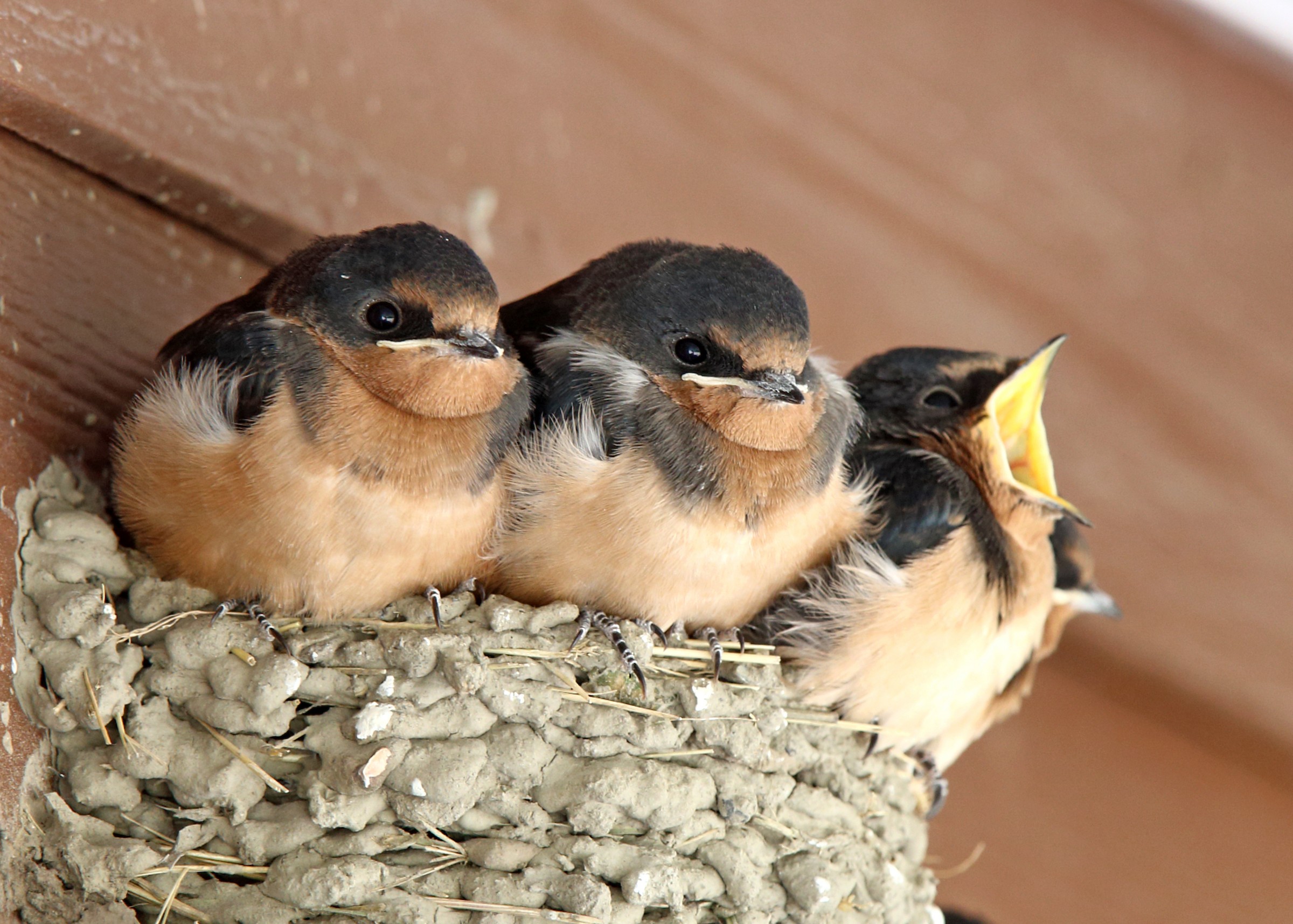 Three barn swallows on a nest by Laure Wilson Neish / Macaulay Library