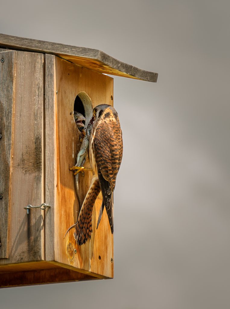 An adult kestrel perched at the entrance of a wooden nest box with a lizard, about to feed its chicks.