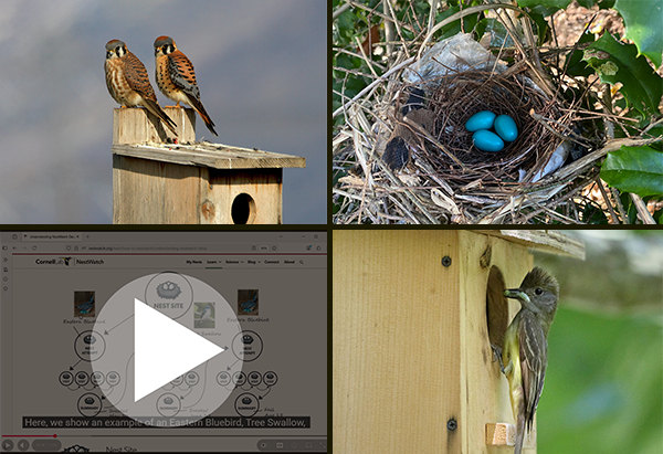 Clockwise from upper left: Two kestrels perched atop a wooden nest box; Three blue eggs in a nest made from twigs of varying sizes. The nest has plastic interwoven into the nest cup; An adult flycatcher with food in its beak perched at the entrance of a wooden nest box ; and a darkened screenshot of the NestWatch website with a large video 